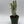 Euphorbia Trigona (African Milktree) 'White Ghost'