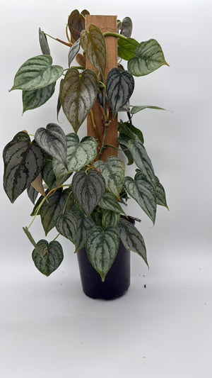 Philodendron Brandi