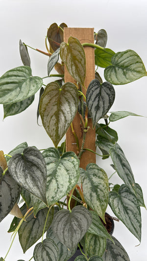 Philodendron Brandi