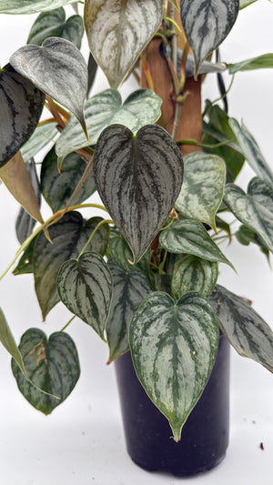 Philodendron Brandi