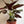 Syngonium Red Arrow