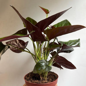 Syngonium Red Arrow
