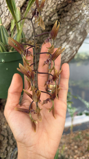 Mystery Blooming Orchid