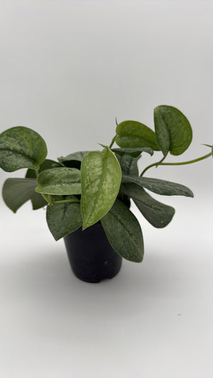 Scindapsus Pictus 'Mount Salak'