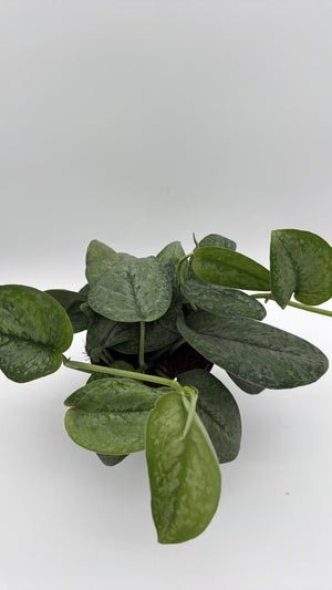 Scindapsus Pictus 'Mount Salak'