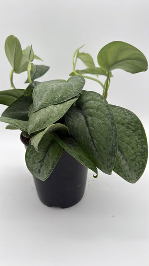 Scindapsus Pictus 'Mount Salak'