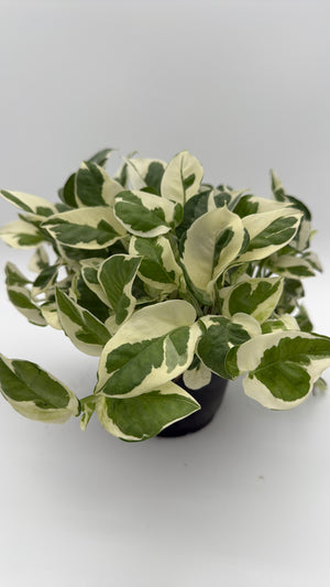 Pothos Pearls and Jade