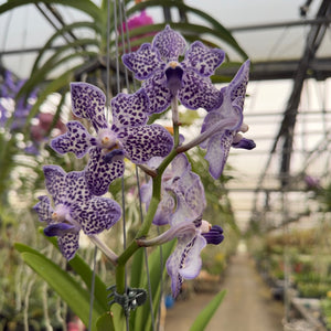 Mystery Blooming Orchid