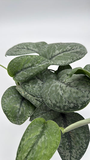 Scindapsus Pictus 'Mount Salak'