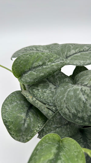 Scindapsus Pictus 'Mount Salak'