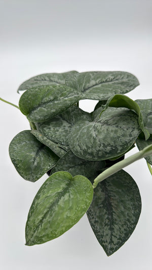 Scindapsus Pictus 'Mount Salak'