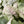 Syngonium 'Orn Thong'