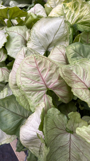 Syngonium 'Orn Thong'