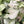 Syngonium 'Orn Thong'