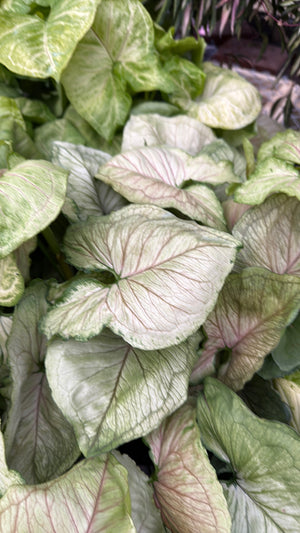 Syngonium 'Orn Thong'