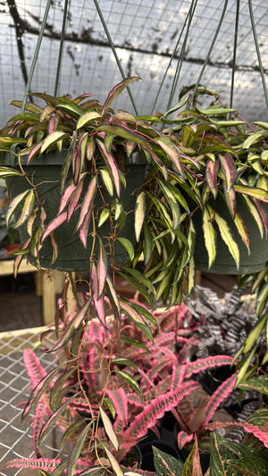 Variegated Tricolor Hoya Wayetti