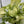Syngonium 'Orn Thong'