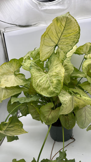 Syngonium 'Orn Thong'