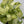 Syngonium 'Orn Thong'