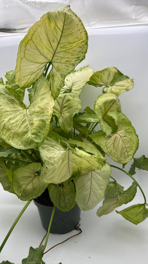 Syngonium 'Orn Thong'