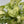 Syngonium 'Orn Thong'