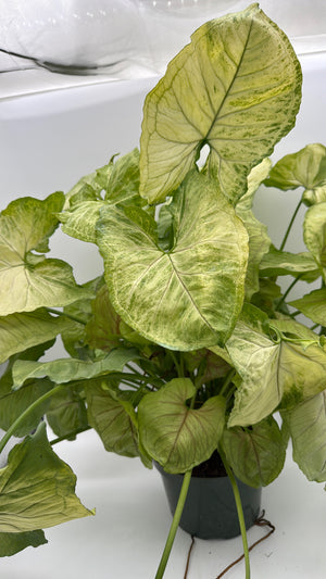 Syngonium 'Orn Thong'