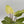 Philodendron Snowdrift