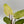 Philodendron Snowdrift