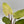 Philodendron Snowdrift