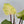 Philodendron Snowdrift