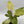 Philodendron Snowdrift