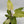 Philodendron Snowdrift