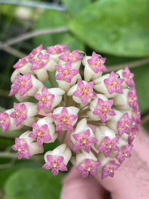 Hoya Icensis