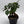 Ficus Ginseng Pre Bonsai