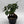Ficus Ginseng Pre Bonsai