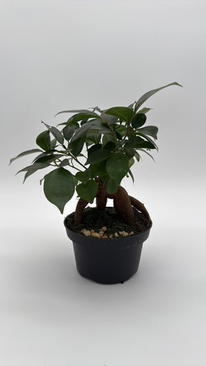 Ficus Ginseng Pre Bonsai