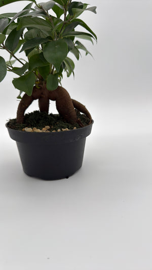 Ficus Ginseng Pre Bonsai