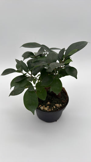 Ficus Ginseng Pre Bonsai