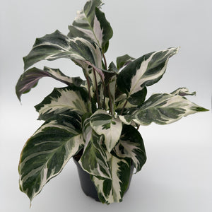 Calathea White Fusion