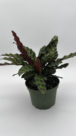Calathea Lancifolia