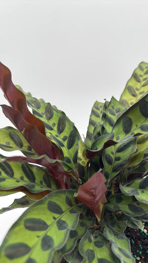 Calathea Lancifolia