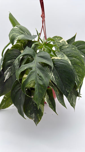 Epipremnum Pinnatum Albo Flame