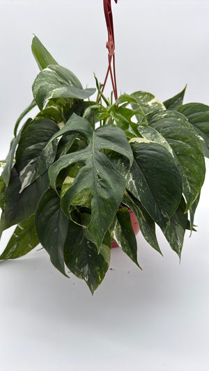 Epipremnum Pinnatum Albo Flame