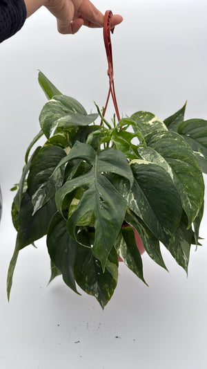 Epipremnum Pinnatum Albo Flame