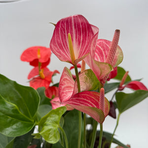 Be My Valentine Mystery Box - 3 Holiday Plants