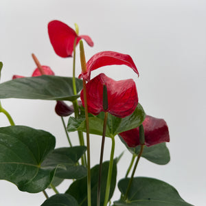 Be My Valentine Mystery Box - 3 Holiday Plants