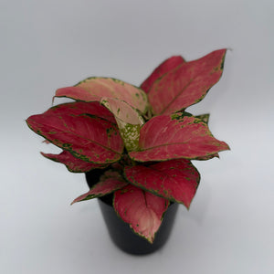 Be My Valentine Mystery Box - 3 Holiday Plants