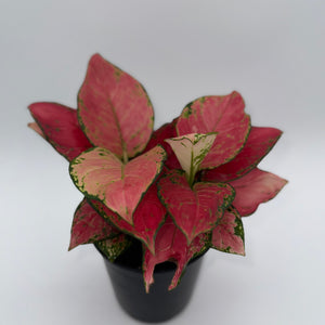 Be My Valentine Mystery Box - 3 Holiday Plants