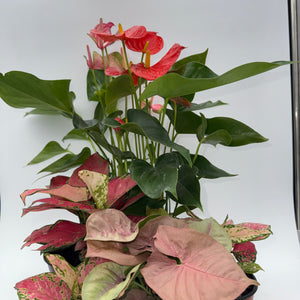 Be My Valentine Mystery Box - 3 Holiday Plants