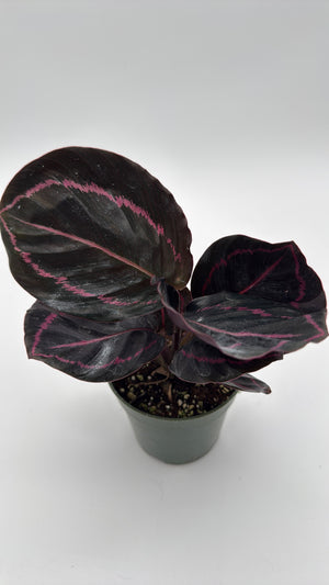Calathea Dottie